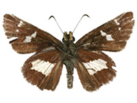 Tsukiyamaia albimacula ♂ Un.