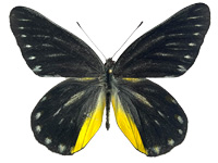 Delias patrua laotiana ♂ Up.