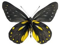 Delias patrua laotiana ♂ Un.