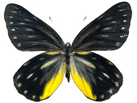 Delias patrua laotiana ♀ Up.