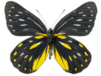 Delias patrua laotiana ♀ Un.