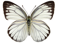 Cepora nerissa dapha ♂ Up. Cepora nerissa dapha ♂ Up.