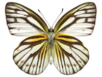 Cepora nerissa dapha ♂ Un. Cepora nerissa dapha ♂ Un.