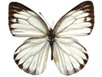 Cepora nerissa dapha ♀ Up. Cepora nerissa dapha ♀ Up.
