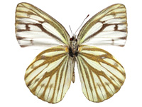 Cepora nerissa dapha ♀ Un. Cepora nerissa dapha ♀ Un.