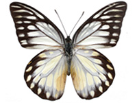 Prioneris thestylis thestylis ♂ Up