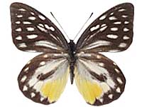 Prioneris thestylis thestylis ♀ Up