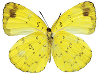 Eurema simulatrix ssp. ♂ Un.