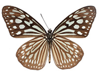 Ideopsis similis persimilis ♂ Un.