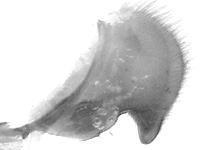 Euploea crameri bremeri ♂ genitalia