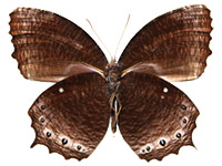 Elymnias panthera lutescens ♂ Un.