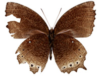Elymnias panthera lutescens ♂ Un.