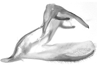 Elymnias patna ssp. ♂ genitalia