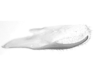 Elymnias patna ssp. ♂ genitalia