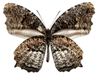 Elymnias nesaea timandra ♂ Un.