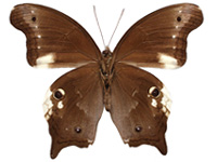 Neorina lowii neophyta ♂ Un.