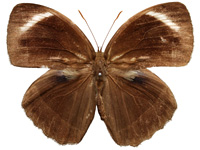 Mycalesis anaxioides ♂ Up.