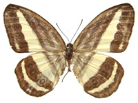 Ragadia crisilda anora ♂ Up.