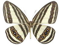 Ragadia crisilda lamdongensis ♂ Un.