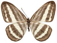 Ragadia critolaus critolaus ♂ Up. Ragadia critolaus critolaus ♂ Up.