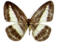 Ragadia latifasciata cristata ♂ Up.