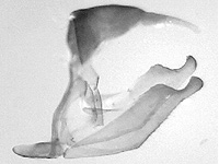 Ypthima atra ♂ genitalia