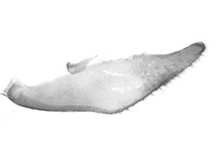 Ypthima similis ♂ genitalia
