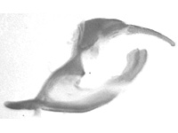 Ypthima affectata ♂ genitalia