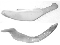 Ypthima affectata ♂ genitalia