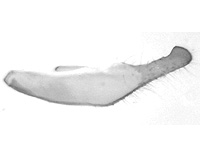 Ypthima affectata ♂ genitalia