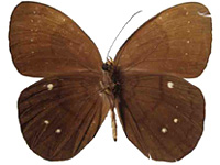 Faunis bicoloratus obscurus ♂ Un.