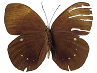 Faunis bicoloratus obscurus ♀ Un.