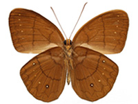 Faunis gracilis gracilis ♂ Un.