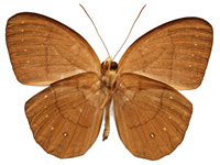 Faunis gracilis gracilis ♂ Un.