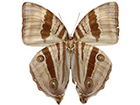 Amathusia ochraceofusca ♀ Un.