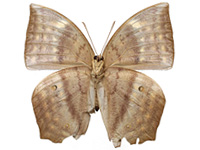 Discophora sondaica despoliata ♀ Un.