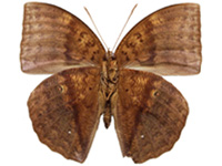 Discophora timora perakensis ♂ Un.