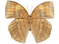 Discophora timora perakensis ♀ Un.