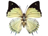 delphis male Up.