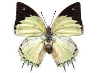 delphis male Up.