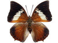 Charaxes borneensis praestantius ♂ Up.