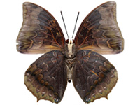 Charaxes borneensis praestantius ♂ Un.