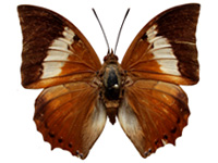 Charaxes borneensis praestantius ♂ Up.