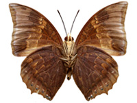 Charaxes borneensis praestantius ♂ Un.