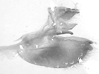 Charaxes bernardus hierax ♂ genitalia