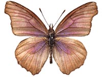 Libythea geoffroyi alompra male Up.