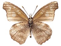 Libythea geoffroyi alompra male Un.
