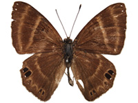 Abisara sobrina ♂ Up.