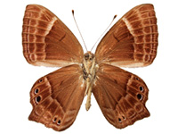 Abisara bifasciata angulata ♂ Un.
