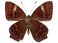 Abisara bifasciata angulata ♂ Un.